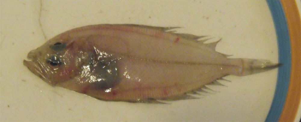 Lepidorhombus boscii e Lepidorhombus whiffiagonis
